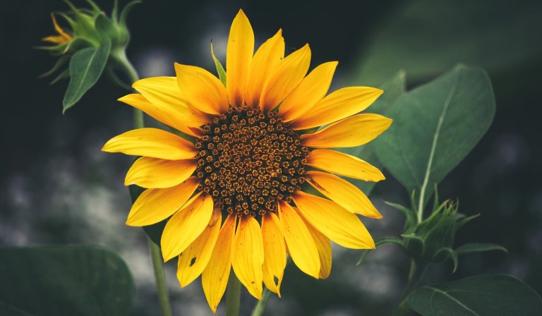 DARPA Wants to Use Genetic Modification to Turn Plants into Spy Tech