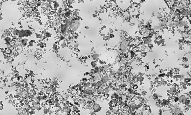 We May Have Just Uncovered the Earliest Direct Evidence of Life on Earth