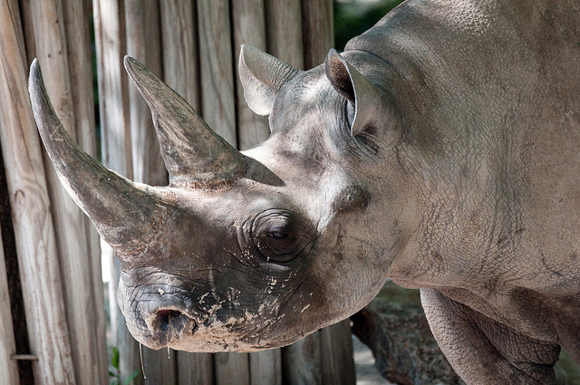 Image credit: Eric Kilby/Flickr