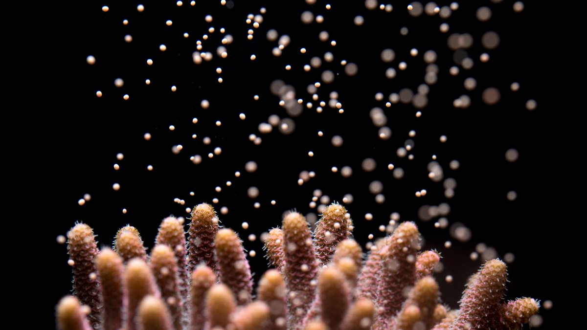 Acropora millepora releasing egg sperm bundles into the water in Horniman's lab
