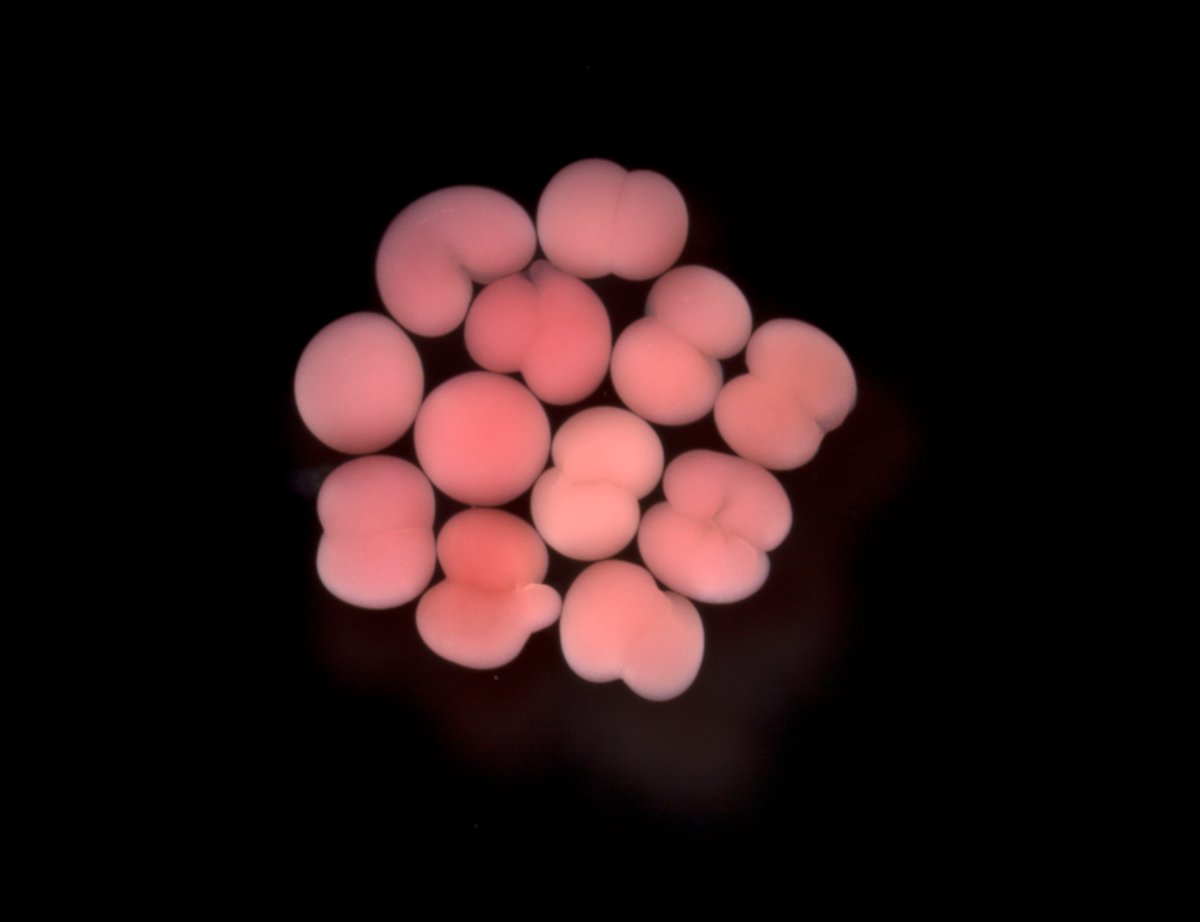 Cells divide following fertilisation