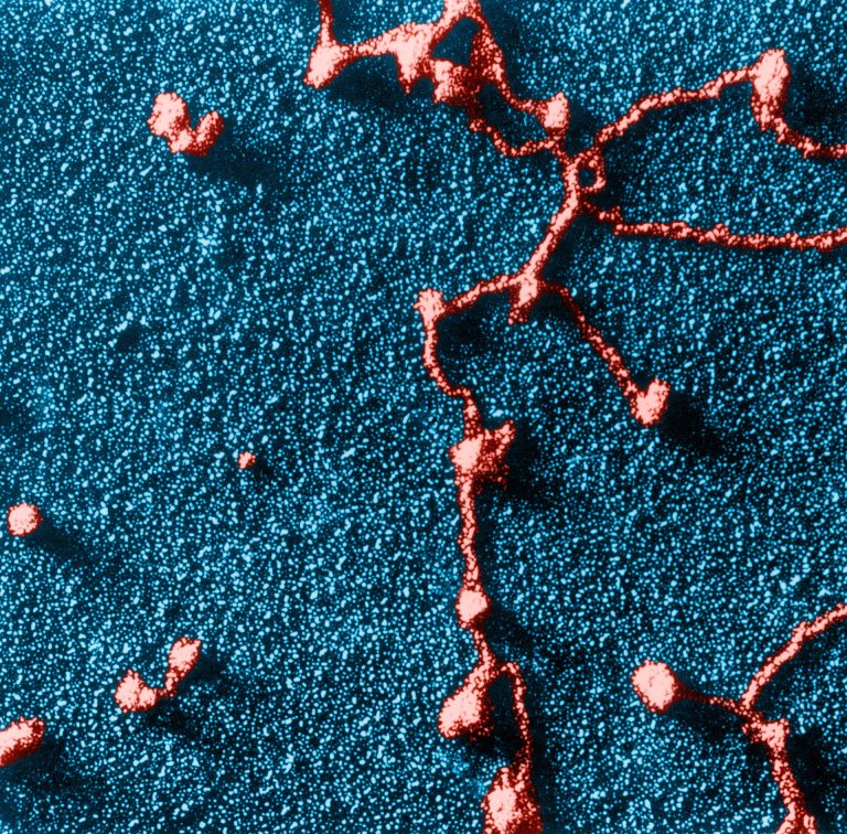Inhibiting One Enzyme May Allow Us to Extend the Human Lifespan