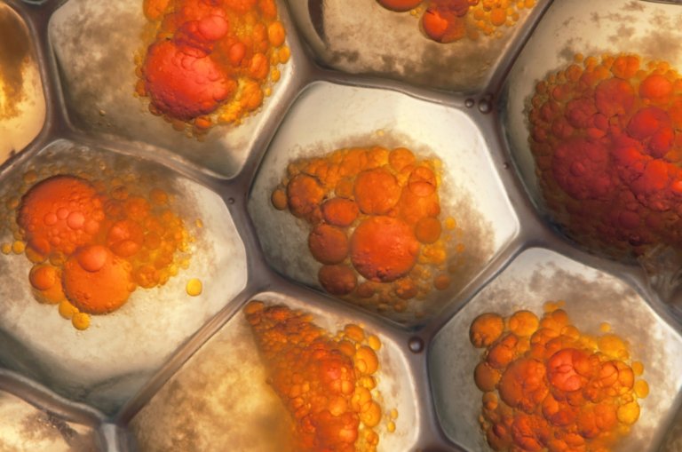 Nanoscopic Hyperlensing Made of Natural Crystal Allows Us to See Viruses on the Surface of Cells