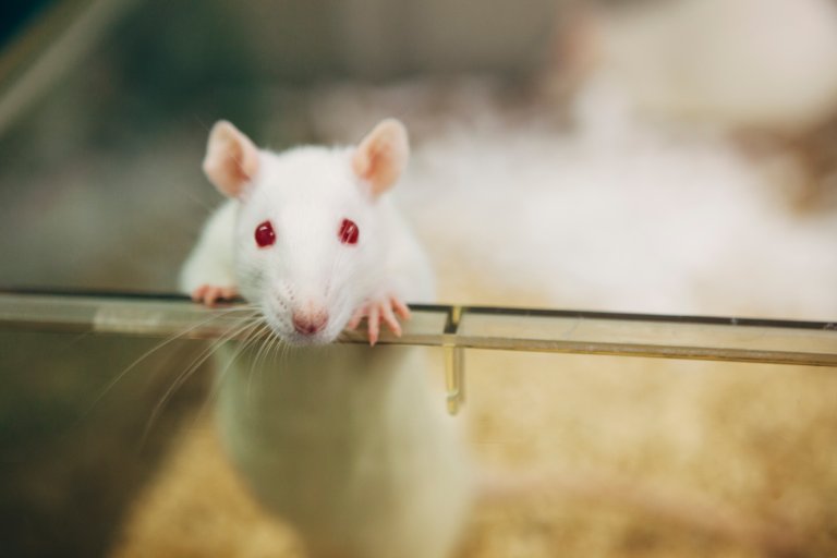 Stem Cells Restore Mobility and Sensory Perception to Paralyzed Rats