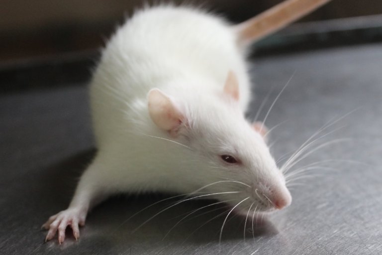 crispr crispr-cas9 hearing deafness