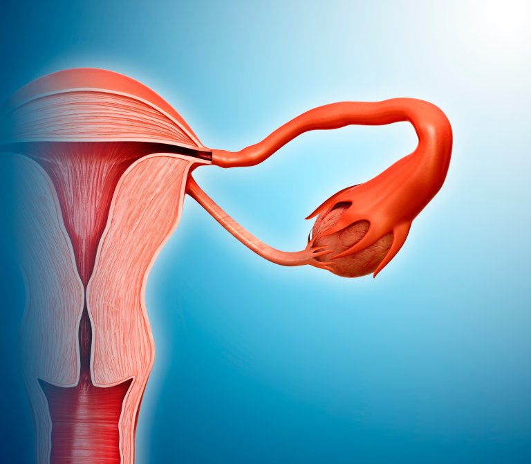 The Next Anti-Aging Treatment? Artificial Ovaries