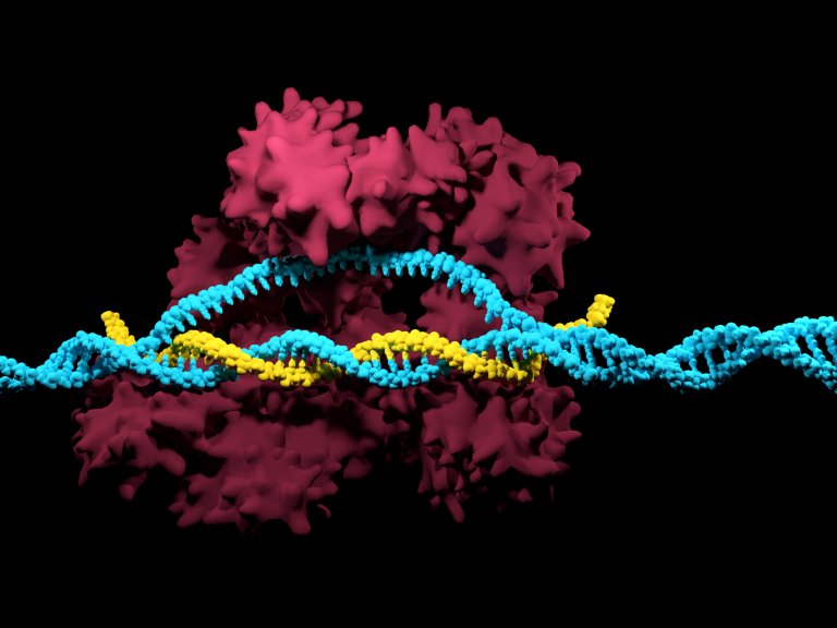 A New CRISPR Technique Reverses Diseases in Mice