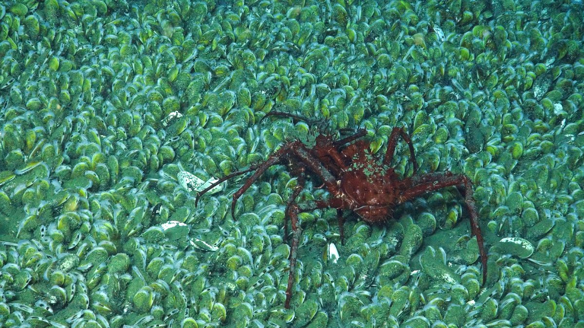 A lithodid crab crawling on a mussel bed.
