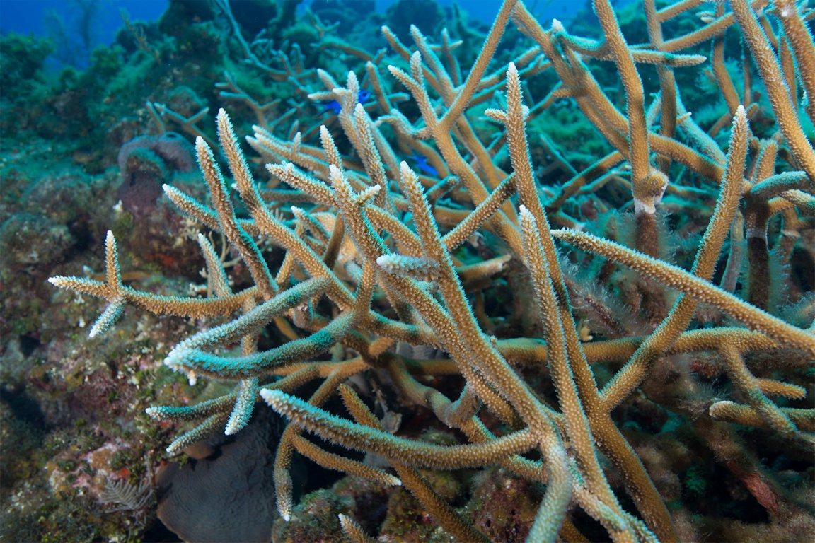 corals climate change coral bleaching coral reefs