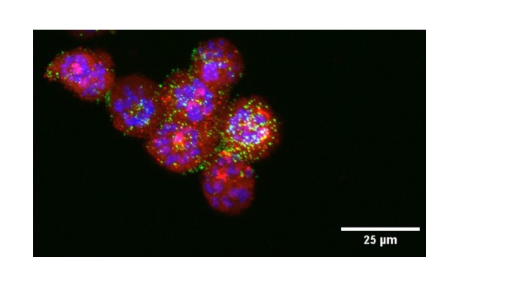 Nanoparticles loaded up with cancer-fighting drugs were injected into lab mice. Image Credit: Kareem Ebeid/UI College of Pharmacy.