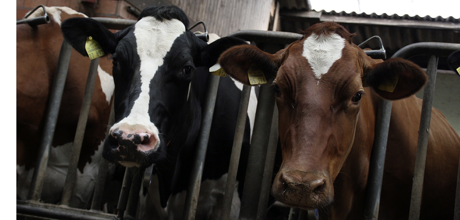Cows confined to a factory farm, a large source of emissions and land and water use. A meat tax could discourage this practice.