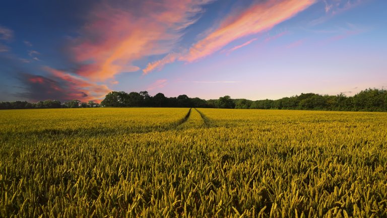 Scientists Are Engineering Carbon-Storing Plants to Fight Climate Change