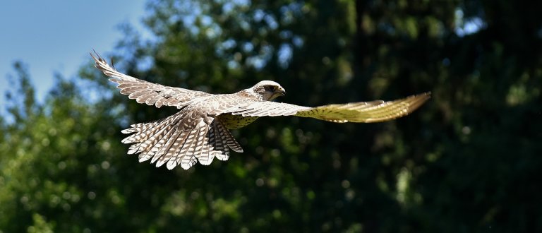 drone defense robotics drones peregrine falcon