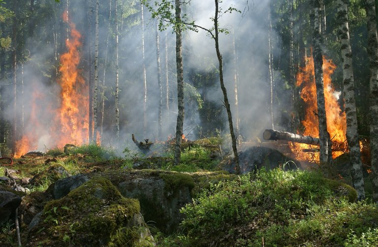 Forest fires like this one are costing millions of dollars.
