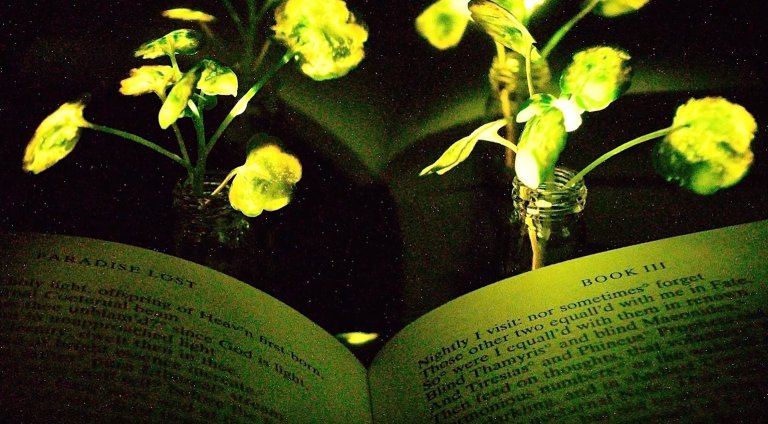 MIT Engineers Develop Glowing Plants Using Nanoparticles