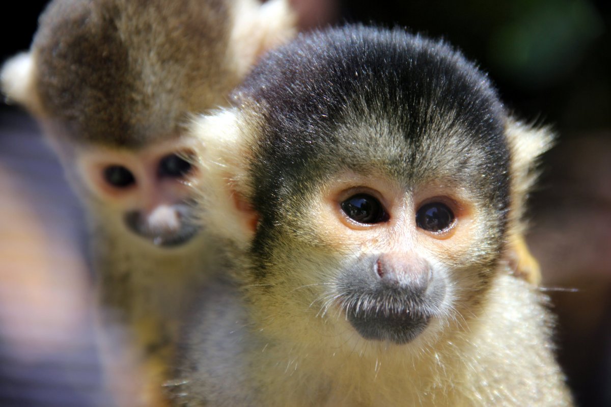 Squirrel monkeys.