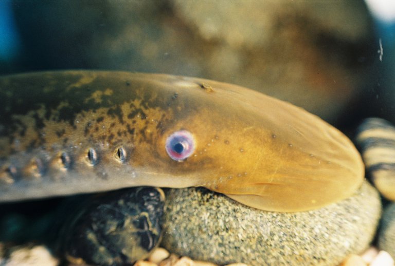 Humans Share Genes With Lampreys That Repair the Fish’s Spinal Cord