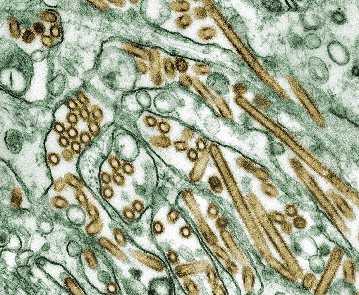 universal vaccine influenza virus flu