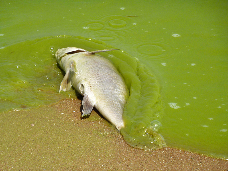 Algal blooms cause dead zones that kill marine life.