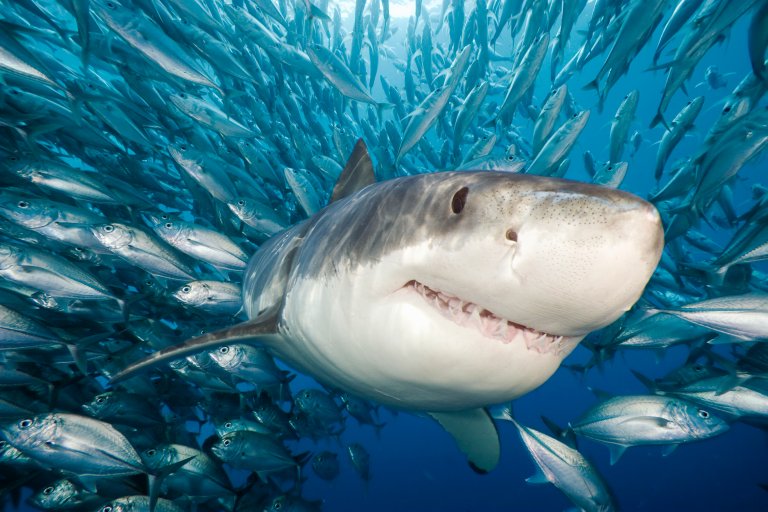 marine food web climate change global warming marine ecosystem