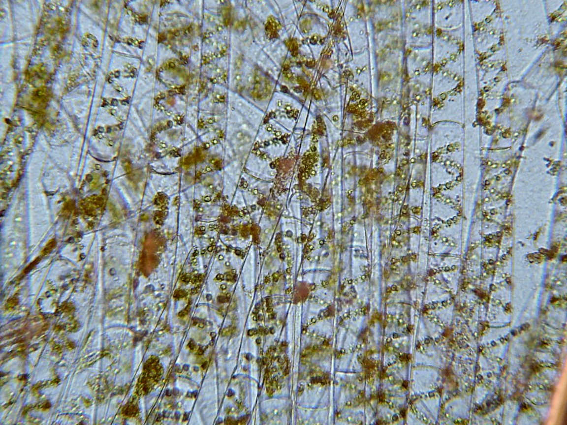 fuel cell algae bpv biophotovoltaic cambridge university