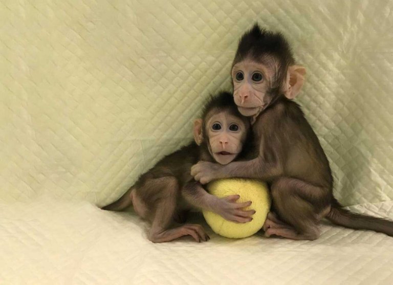 Scientists Just Cloned Monkeys. Humans Could Be Next.