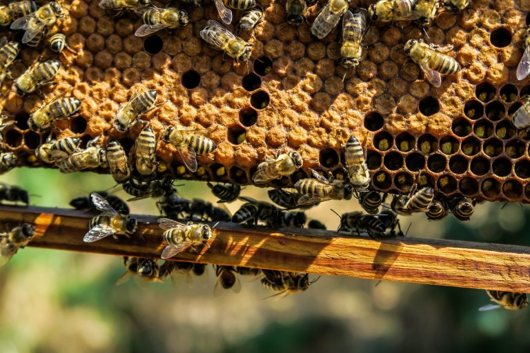 wild pollinator species