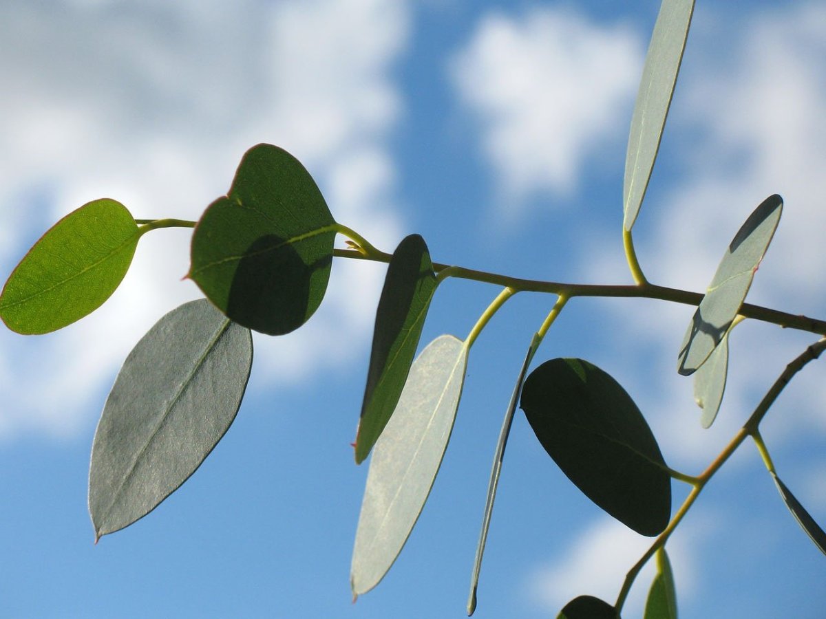 Trees were found to "sweat" in response to extreme heat. Image Credit: PublicDomainPictures / Pixabay