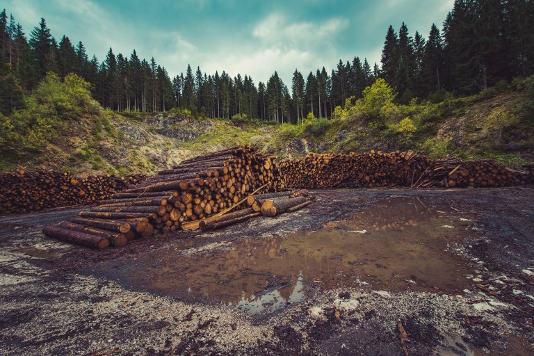 Have Companies Really Done Enough to Bring An End To Deforestation?