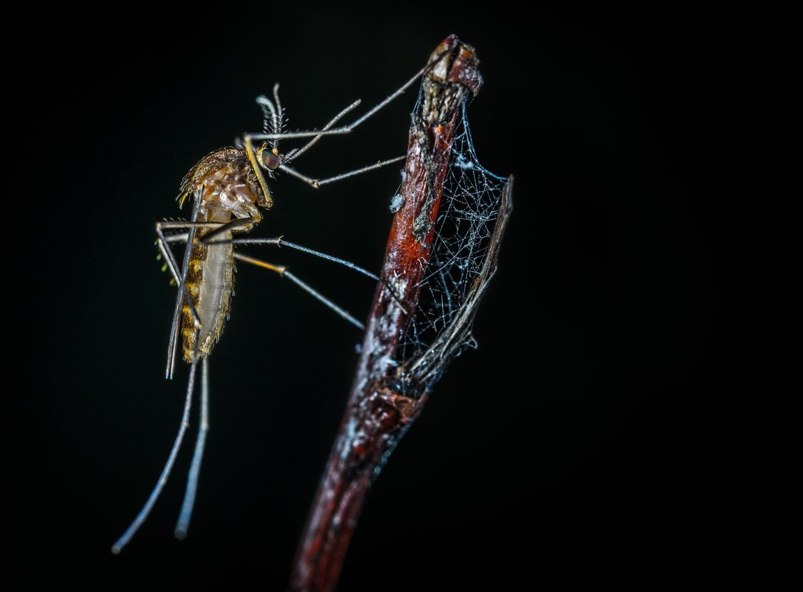 mosquitoes disease pavlov learning