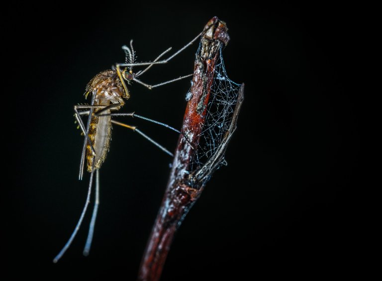 mosquitoes disease pavlov learning