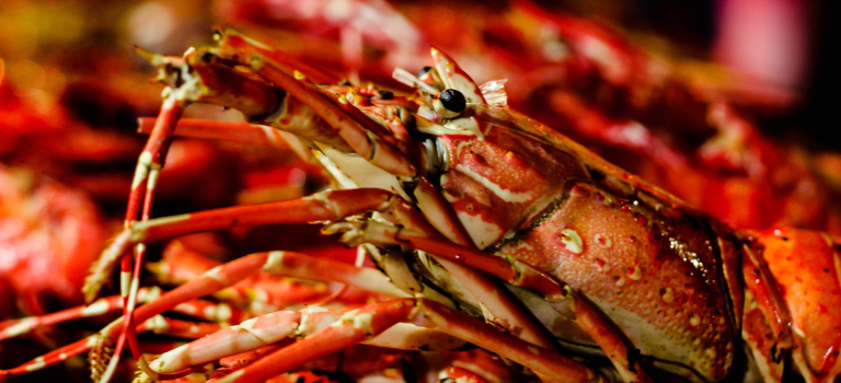 Switzerland Rules That You Must Stun Your Food Before You Kill It