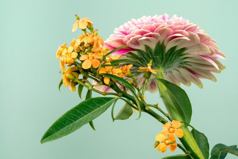 Researchers Have Mapped Out How Plants Sense Our World
