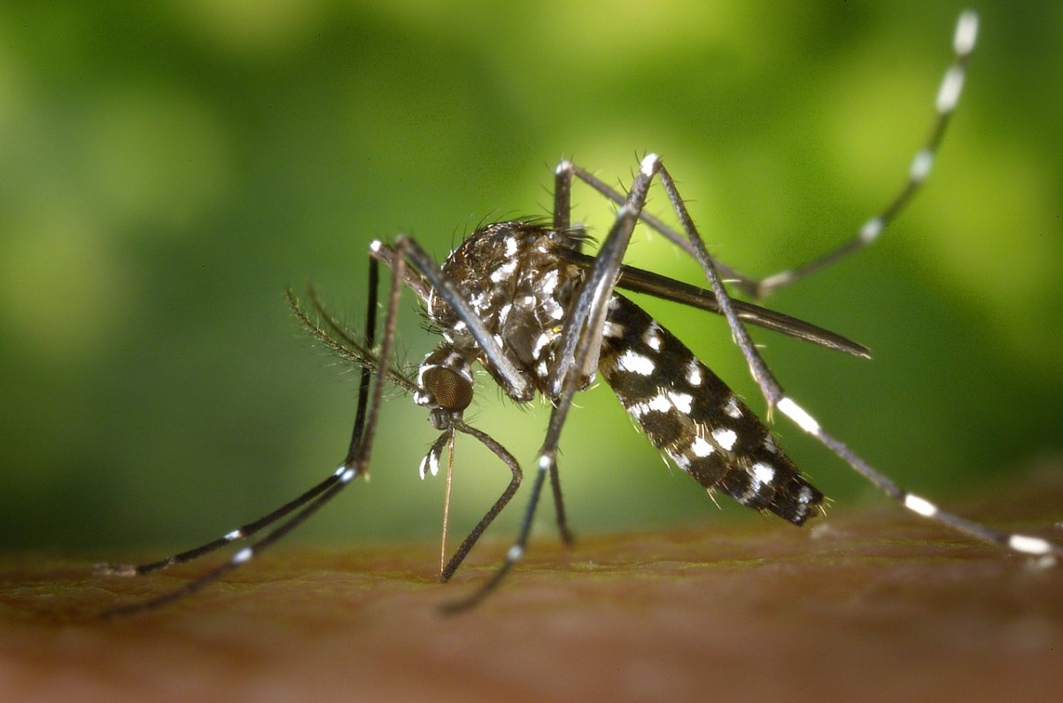 It turns out that mosquitoes can learn and remember. Image Credit: WikiImages / Pixabay