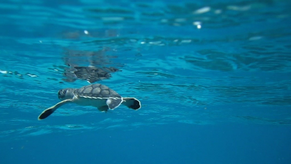 A sea turtle hatchling swims at the surface of blue ocean water. Sea turtles like this one are hatching primarily female in warm northern Australia.