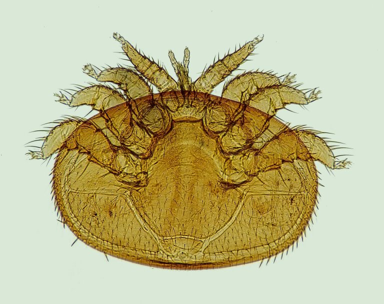 honeybees varroa mites lithium chloride agriculture