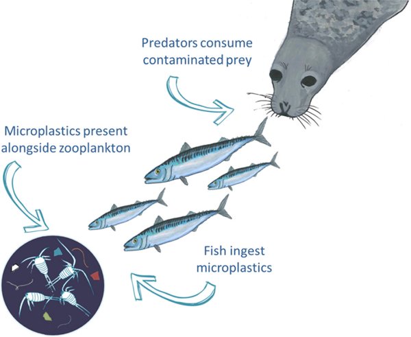 microplastic poisoning trophic transfer pollution marine life
