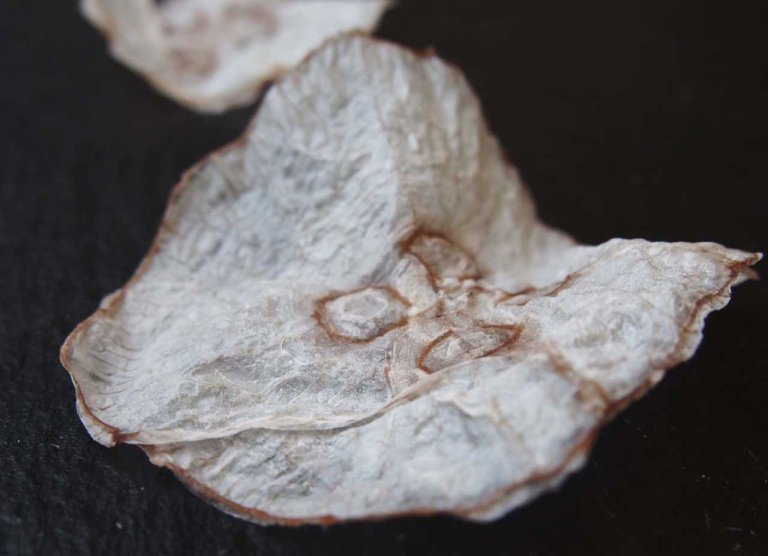 Jellyfish Chips Are the Future of Junk Food