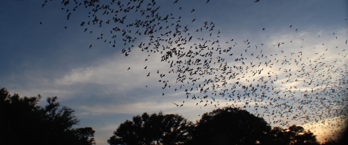 Bats leaving Bracken Cave in Texas to feast on nearby insects. Image Credit: Phillip Stepanian