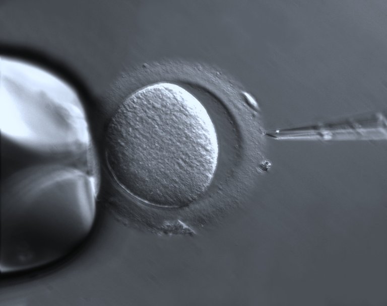 three-parent babies