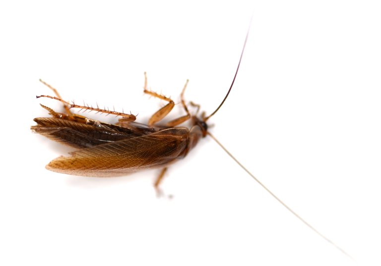 Want to Build a Better Climbing Robot? Copy a Cockroach.