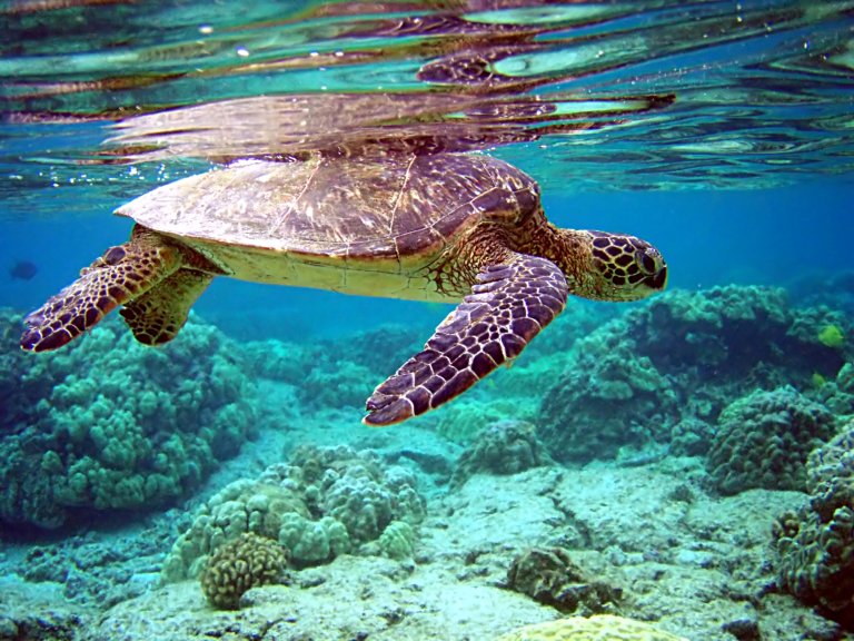 bbc plastic pollution blue planet ii plastic ban