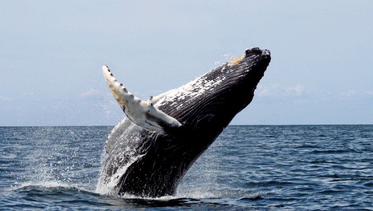 Whale species that have baleen filter in microplastics with seawater. Image Credit: Wikipedia