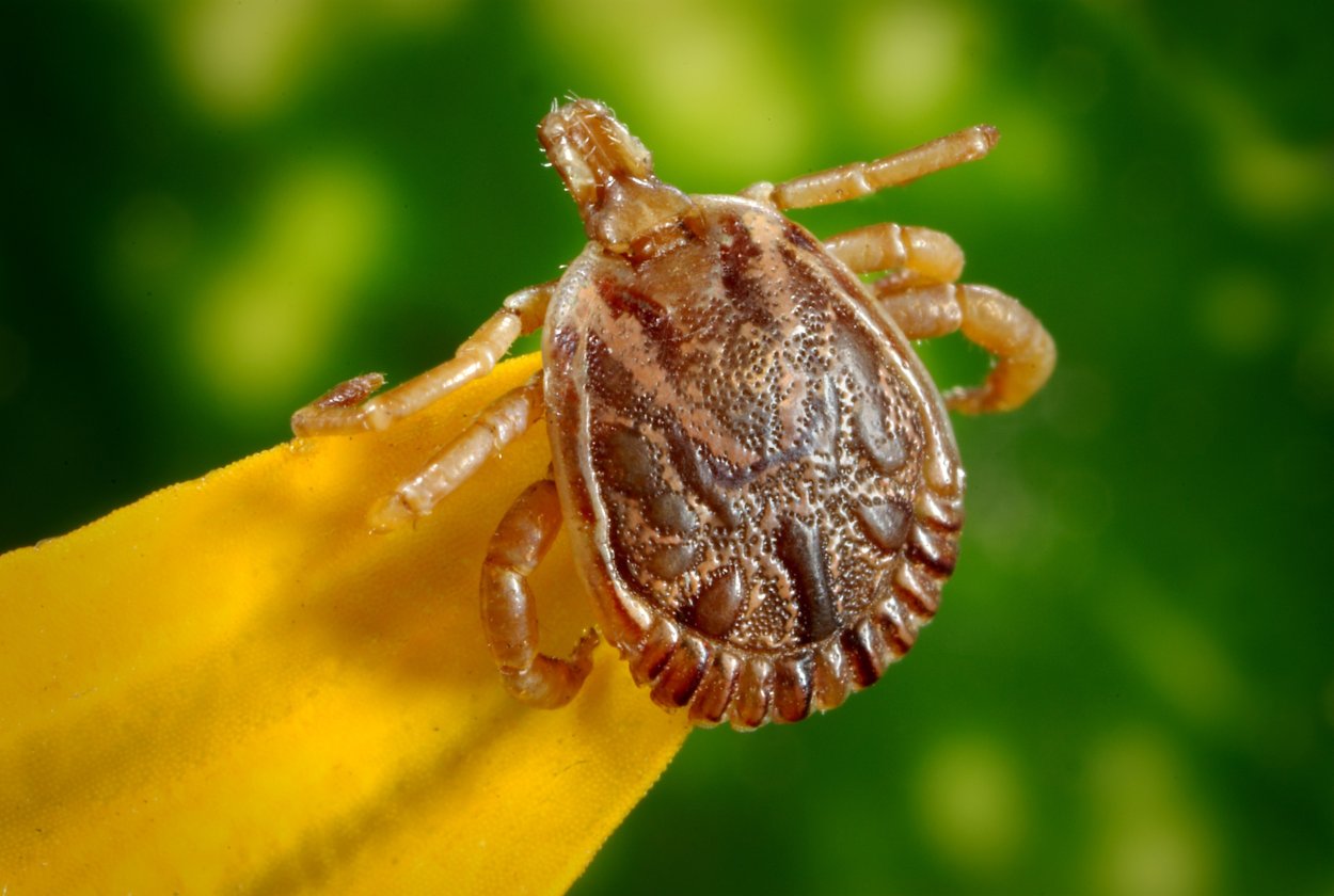 Asian Ticks on New Jersey Sheep? Invasive Species Are a Reality of Our ...