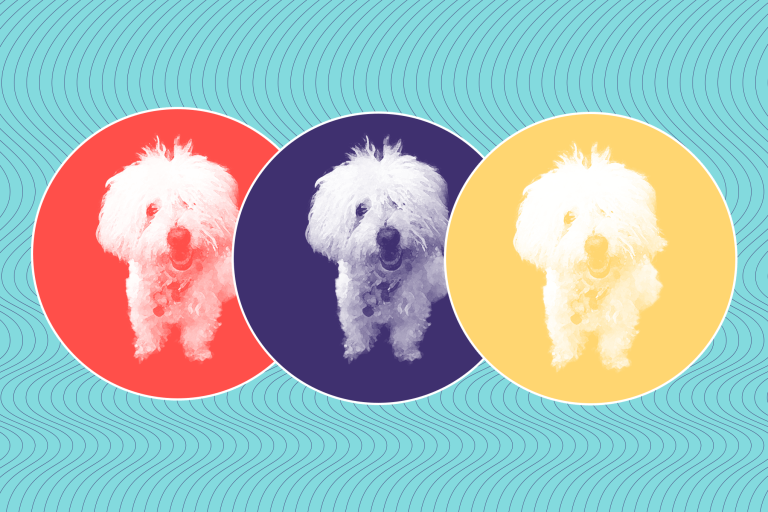 Wanna Clone Your Dog Like Barbra Streisand? Here Are Four Things You Need to Know.