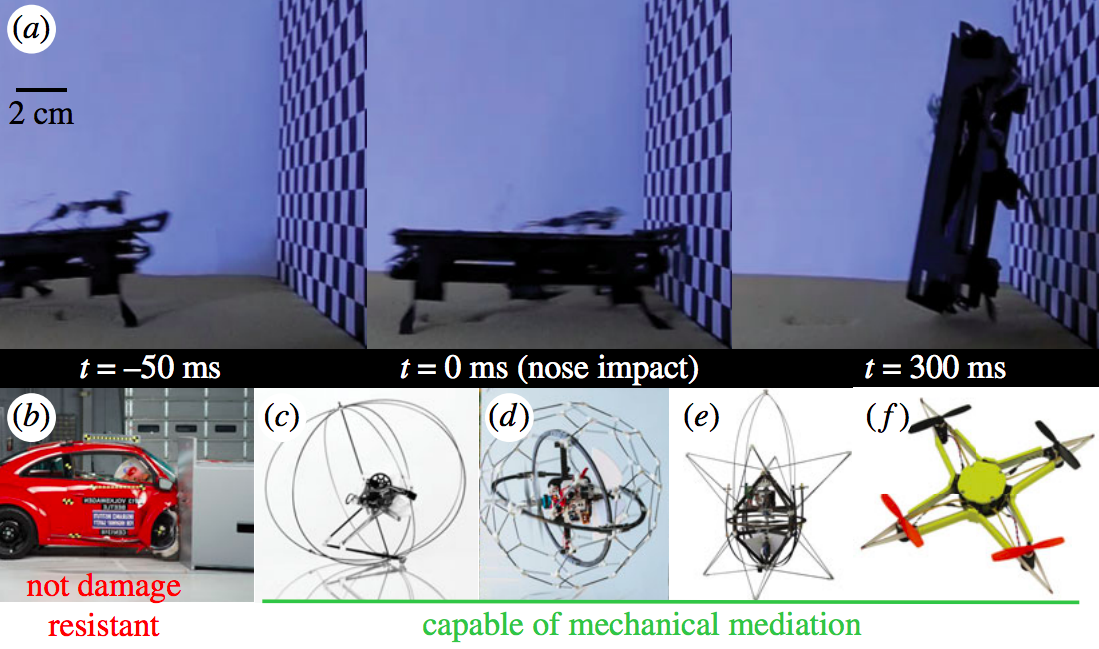 Image credit: Jayaram, K., et al./Journal of the Royal Society Interface