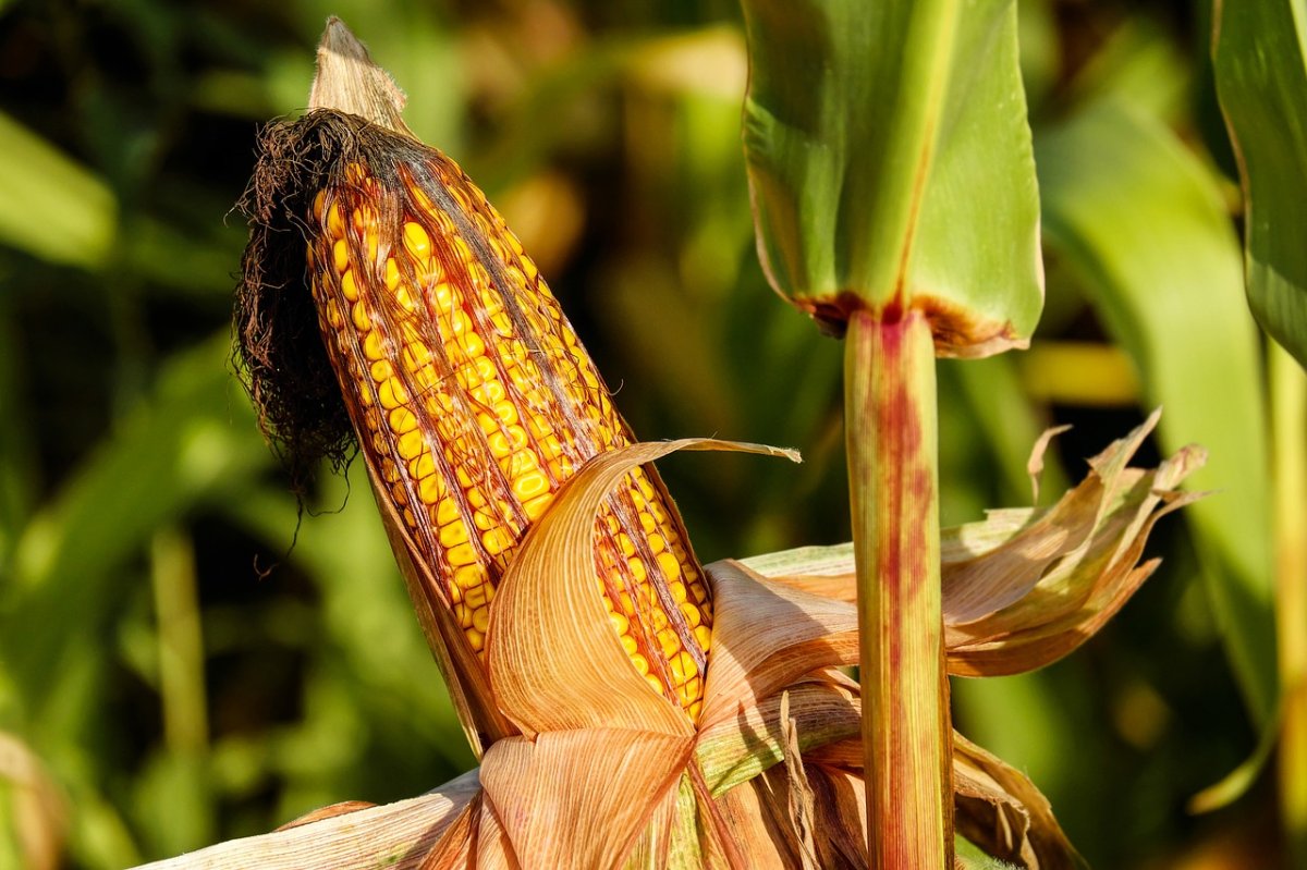 An ear of corn peeled on the stalk, with corn silk turning brown and gross at its tip. A recent meta-analysis found that GM corn improved crop yields and had fewer mycotoxins, which could be produced by fungus if a corn is left open like this.