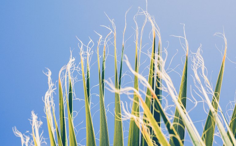 After Two Decades of GMOs, Scientists Find They Live up to Their Promise