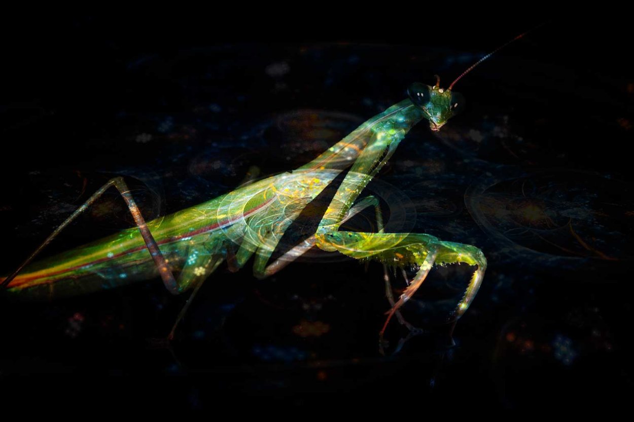 Researchers Put 3D Glasses on Praying Mantises and Discovered a New ...