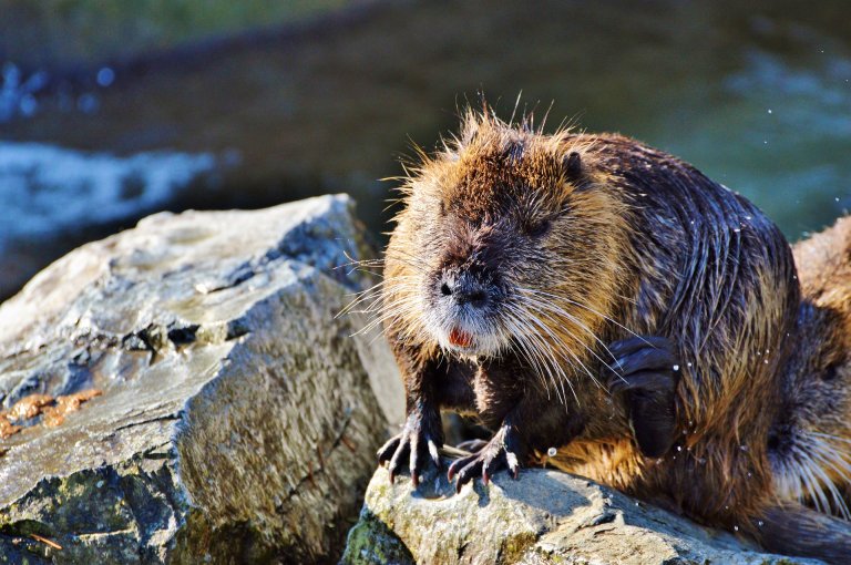 California Has Set Up A Hotline Due to Invasive, 20-Pound Rodents